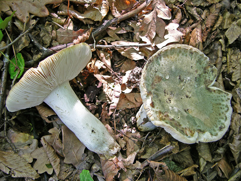 Russula virescens